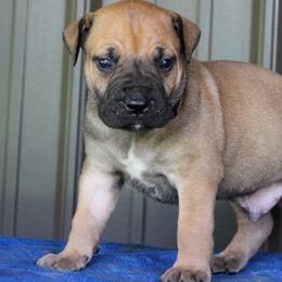 Black collar male - Brown male Boerboel puppy in Guysville, Ohio from Fueled Kennel
