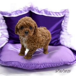 Poodle Puppies from KC Poodles of PA