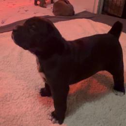 Girl 1 - Black female Cane Corso puppy in Mansfield, Texas from Majestic Pride Cane Corso LLC