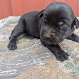 Girl 1 - Labrador Retriever puppy from Patton's Triple Pine Farm