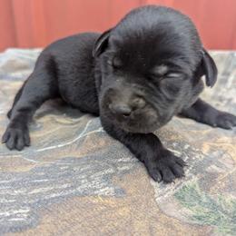 Girl 1 - Labrador Retriever puppy from Patton's Triple Pine Farm