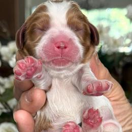 Paul - Blenheim male Cavalier King Charles Spaniel puppy in Yuciapa, California from AlltheDoodlez_