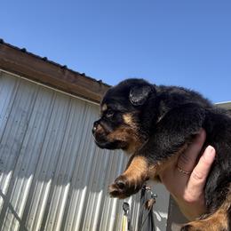 Male 639 - Black and mahogany male Rottweiler puppy in Ocala, Florida from Southeast Companion & Protection Dogs