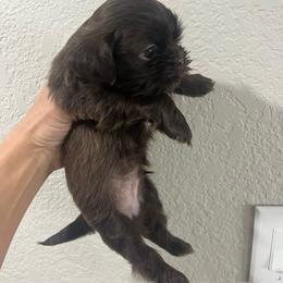 Shih Tzu Puppies from Hand Raised Shih Tzu’s