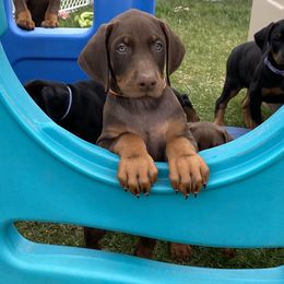 Doberman Pinscher Puppies from Jensen Dobermans
