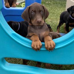 Doberman Pinscher Puppies from Jensen Dobermans