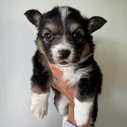 Lily - Black and tan female Pembroke Welsh Corgi puppy in Red Bluff, California from Circle T Livestock & K9 Co.