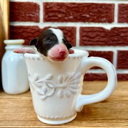Goldendoodle and Poodle Puppies from SnickerDoodlePups