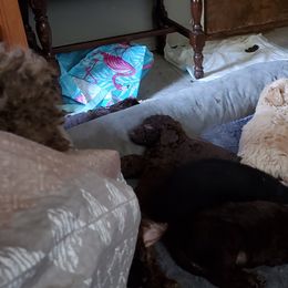 Poodle Puppies from Polly Wally Doodles and Poodles