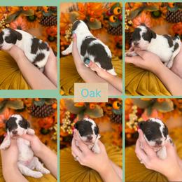 Oak - Parti male Goldendoodle puppy in Decatur, Tennessee from Diamond's Doodles