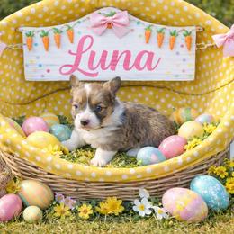 Luna - Blue female Pembroke Welsh Corgi puppy in Orrtanna, Pennsylvania from Mountain Top Shepherd's