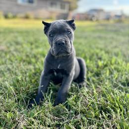 Cane Corso Puppies from Clarkrange Corsos