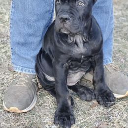 Cane Corso Puppies from Bear Valley Cane Corso
