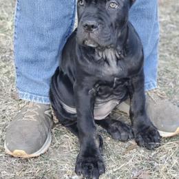 Cane Corso Puppies from Bear Valley Cane Corso