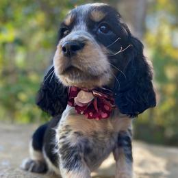 Magenta - Tri-Roan female English Springer Spaniel puppy in Crawford, Tennessee from Lilly Lane Spaniels