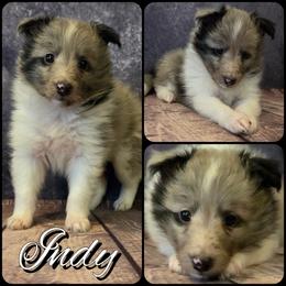 Indy - Blue merle and white female Shetland Sheepdog puppy in Lebanon, Tennessee from Henotic Homestead's Shetland Sheepdogs