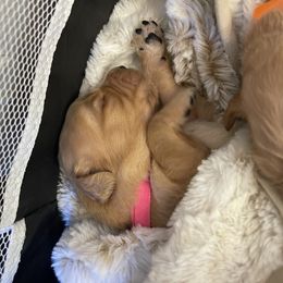 Golden Retriever Puppies from Tradershire Goldens