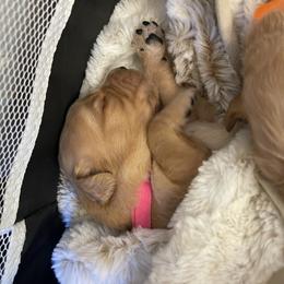 Golden Retriever Puppies from Tradershire Goldens