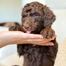 Bob Ross - Chocolate male Goldendoodle puppy in Twin Falls, Idaho from Burrow & Bone