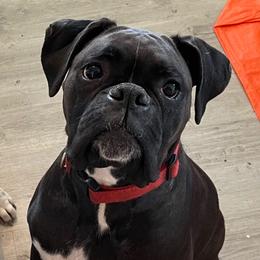 Luna - Boxer