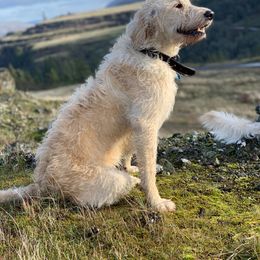 Ghost  - Labradoodle