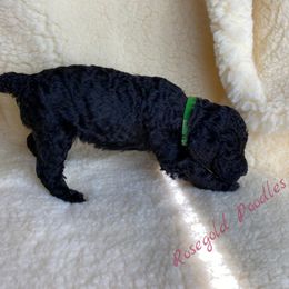 Poodle Puppies from Rosegold Poodles