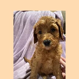 Admiral - Red male Irish Doodle puppy in Harrisburg, Arkansas from Ransone’s Ridge Runners Poodles and Doodles