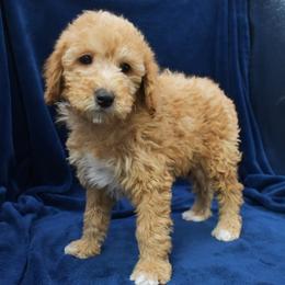 Author - Apricot male Goldendoodle puppy in Jasper, Indiana from Hilltop Pups LLC
