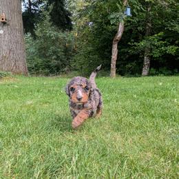 Coco - Blue merle female Aussiedoodle puppy in Yacolt, Washington from Aussiedoodles by Maggie