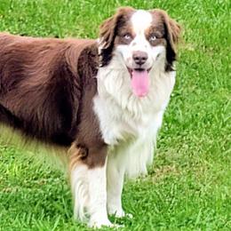 Hawk - Miniature Australian Shepherd