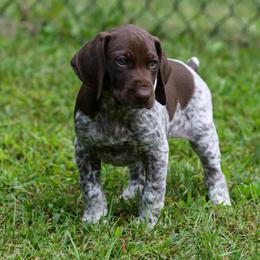 German Shorthaired Pointer Puppies from Redemption Dogs