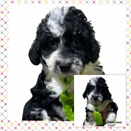 Friday - Black and white male Aussiedoodle puppy in Houston, Texas from Jomelkin Furry Pals