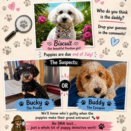 Assorted Doodle Crosses puppies from Hippdoodranch
