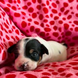 Nyx - Black white and tan female Rat Terrier puppy in Molalla, Oregon from The Puppy Patch Rat Terriers