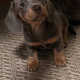 Dachshund Puppies from We love our dachshunds 2005