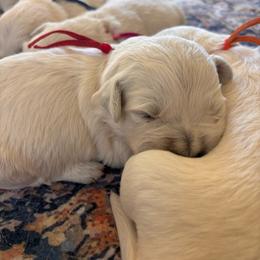 Pink (3500) - Light golden female Golden Retriever puppy in Pahrump, Nevada from Southern Nevada Goldens