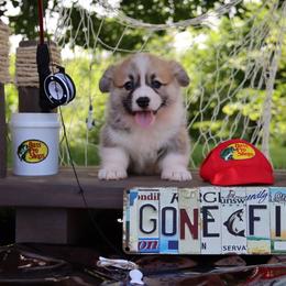 Bobbi - Red female Pembroke Welsh Corgi puppy in Pollock, Missouri from Northstar