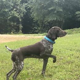 Ryder - German Shorthaired Pointer