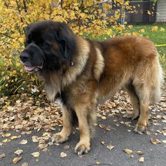Emerson - Leonberger