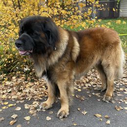Emerson - Leonberger