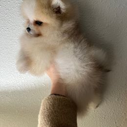 Pomeranian Puppies from Hill Country Poms