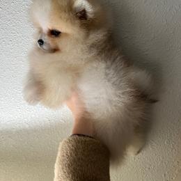 Pomeranian Puppies from Hill Country Poms