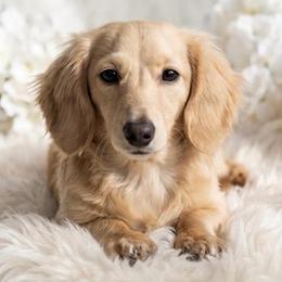 Nilla - Dachshund