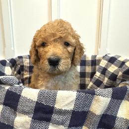 Harry (the second) - Cream male Goldendoodle puppy in De Land, Florida from Rezapour Doodle Estate