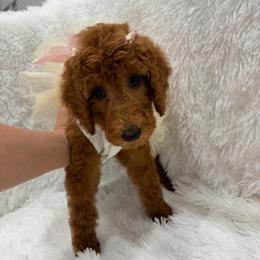 Red collar - Red  female Poodle puppy in San Benito, Texas from Irene's Poodles