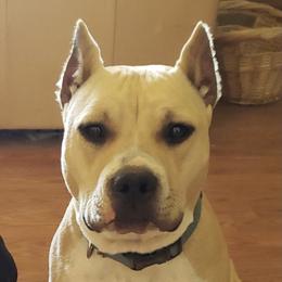 Sky - American Staffordshire Terrier