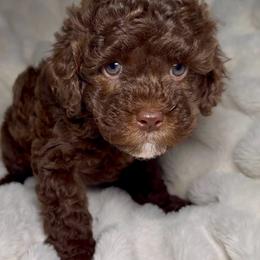 Daisy - Chocolate female Goldendoodle puppy in Litchfield, Connecticut from Gracie Doodles CT