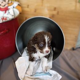 Bud (Green Collar) - Red tri-color male Australian Shepherd puppy in Okeechobee, Florida from Rothsolid Puppies