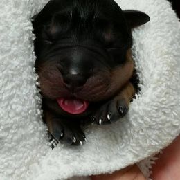Rottweiler Puppies from 2Infinity Rottweilers LLC