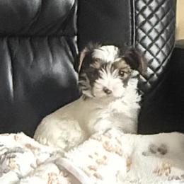 Zulla AKC - Chocolate, tan and white female Yorkshire Terrier puppy in Labelle, Florida from Chocolate and Parti Yorkies in Florida